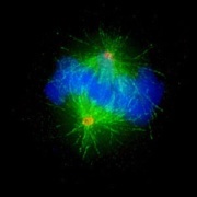 Immunfluoreszenzmikroskopische Aufnahme einer sich teilenden menschlichen Zelle