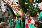 Bayer-Giraffen-Patenkind 'Fine' im Kölner Zoo