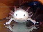 Schwanzlurch Axolotl