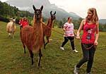 Junge Diabetiker mit Lamas Junge Diabetiker mit Lamas