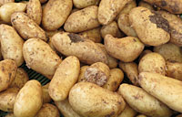 Ernährungsempfehlungen und der Lupe, Kartoffeln Ernährungsempfehlungen und der Lupe, Kartoffeln