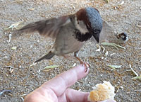 Stoffwechselanpassung bei V&ouml;geln